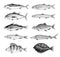 River fish. Perch or bass, Seafood for the menu. Scomber or mackerel, beluga and sturgeon, lake. Sea creatures