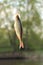 A river fish rudd on hook, or Scardinius erythrophthalmus