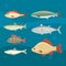 river fish. Set of freshwater sea cartoon fishes. Fauna ocean vector illustration