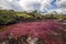 River of Five Colors CaÃ±o Cristales, Colombia