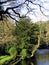 River and flat paved bank in early morning sunlight with overhanging trees