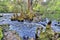 River Flowing Around A Cypress Tree And Stumps