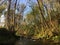 River flowing through peaceful woodland with large fallen tree