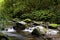 River through a forest