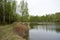 A river in the forest. Birch grove. The pine massif. The first green foliage. Grass