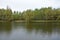 A river in the forest. Birch grove. The pine massif. The first green foliage. Grass