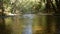 River in forest, woodland or grove, California woods. Creek stream rippled water