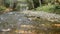 River in forest, woodland or grove, California woods. Creek stream rippled water