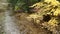 River in forest, woodland or grove, California woods. Creek stream rippled water