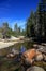 River in forests in Yosemite national park in US