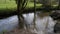 The River Fowey, Golitha Falls, Bodmin Moor, Cornwall, UK