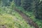 River in the gorge. stream between the mountains. forest stream