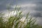 River grass with evening sky and clouds reflection