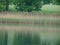 River and grass reflection