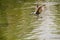 River gull flying over the shining calm water surface