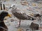 River gull on sand strewn with dry leaves