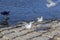 River gulls one of them with prey in the mouth and one raven in the port of Ohrid Lake, Macedonia