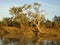 River gums at sunset