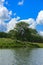 The river heron sits on a tall tree on the bank of the river against a background of green vegetation, blue sky and white clouds.