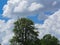 The river heron sits on a tall tree on the bank of the river against a background of green vegetation, blue sky and white clouds.