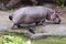 A river Hippopotamus (Hippopotamus amphibius) is out of water