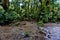 River and jungle in Braulio Carrillo National Park