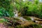 River in the jungle in the National Park El Nicho, Cuba