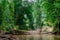 River in the jungles in Gunung Mulu National park.