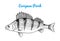 River and lake fish. European perch. Sea creatures. Freshwater aquarium. Seafood for the menu. Engraved hand drawn in