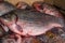 River, lake raw fish in scales carp, crucian
