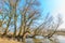 River landscape along Dutch river Maas with floodplain forests of willow trees in flooded water