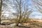 River landscape along Dutch river Maas with floodplain forests of willow trees in flooded water meadows