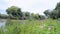 river landscape, purple flowers and green plants under wind breeze in sunny day, summer windy environment, nature wildflowers