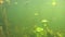 River landscape with underwater dive and little fish