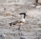 River lapwing