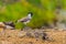 River Lapwing(Vanellus duvaucelii)