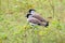 River Lapwing Vanellus duvaucelii Beautiful Birds of Thailand