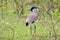 River Lapwing Vanellus duvaucelii Beautiful Birds of Thailand