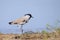 River Lapwing (Vanellus Duvaucelli)