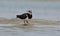 A river lapwing in water