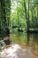 The river Lauter in Alsace France with trees, wood