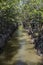 River in the mangrove at Can Gio`s Monkey Island, south Vietnam