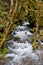 River through mossy woods