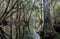 River Narrows Canoe Trail, Okefenokee Swamp National Wildlife Refuge