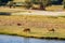 River nile, river bank, river side, cows, cattle, green, farm, landscape, beautiful, beauty, nature