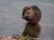 A river nutria cleans itself at the river bank