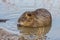 River nutria eating plants on the shore of a lake