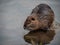 A river nutria is marching on the river bank