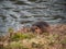 A river nutria is marching on the river bank