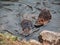 A river nutria swims in the water of the river